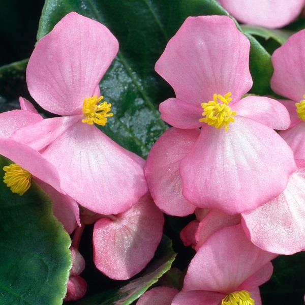 Begonia Heaven Pink